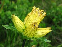 genziana