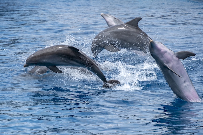 delfini-acquario-genova