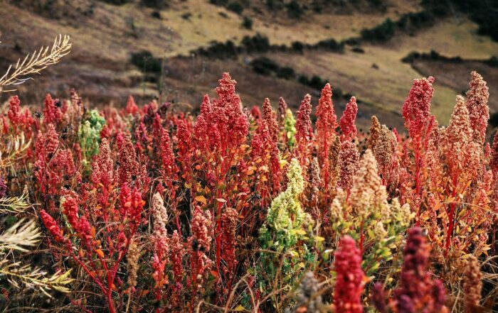 quinoa