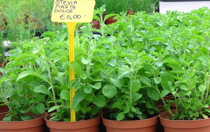 stevia-dolce