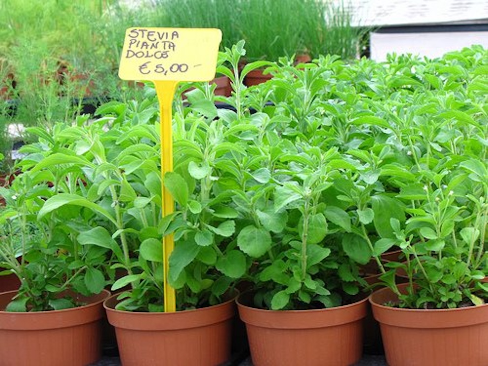 stevia-dolce