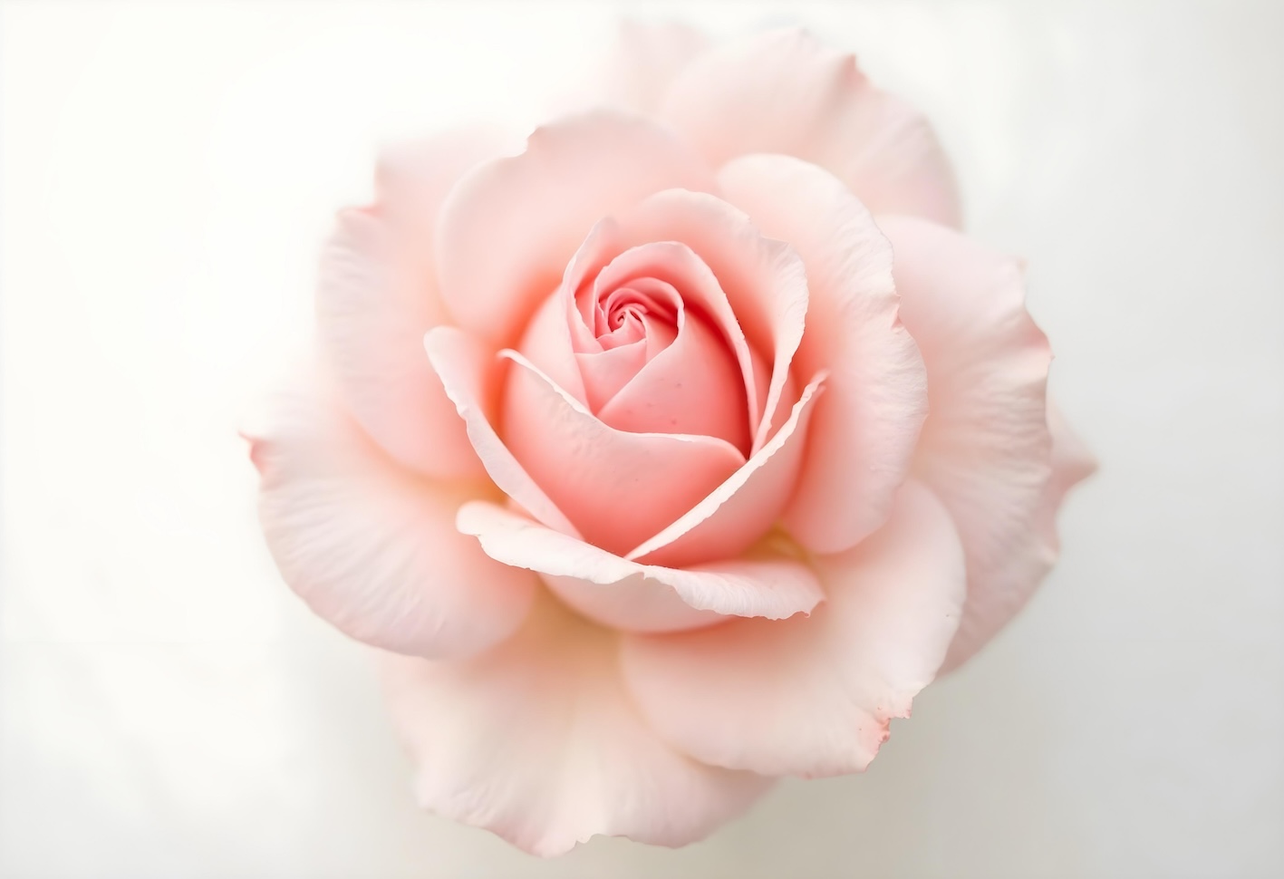 rosa-importante