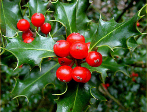 Impatto ecologico: albero di Natale vero, finto o… rosso?
