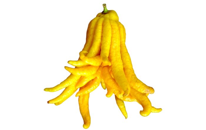 mano-budda-citrus-medica