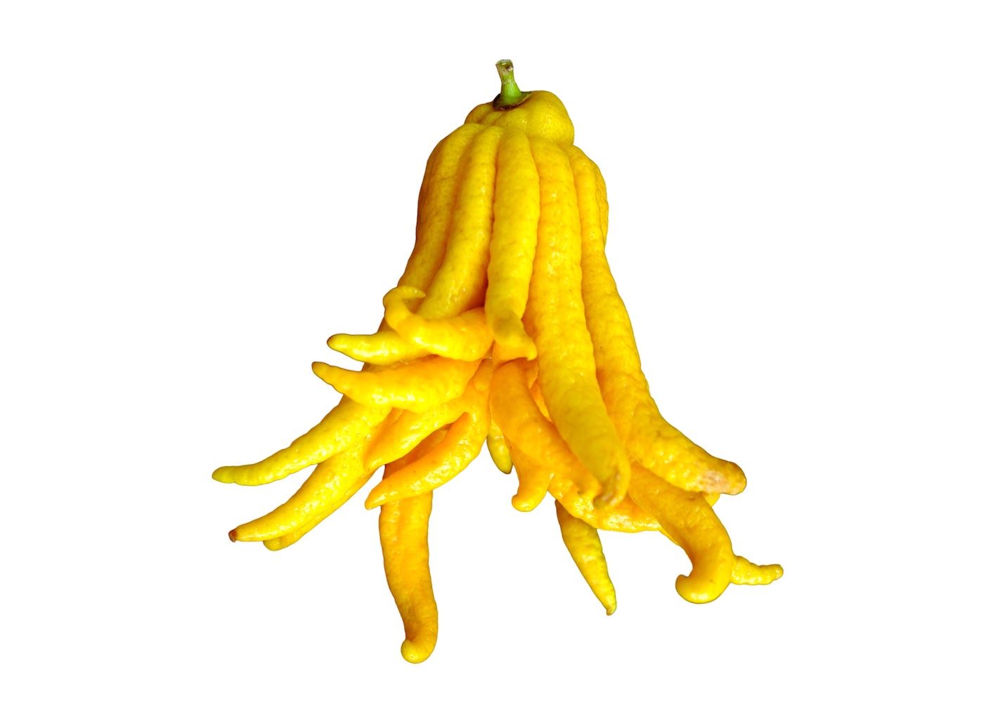 mano-budda-citrus-medica