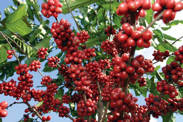 caffè-alimentazione-parliamo-di-cucina