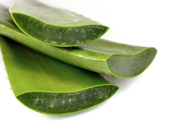 aloe-vera-parliamo-di-cucina
