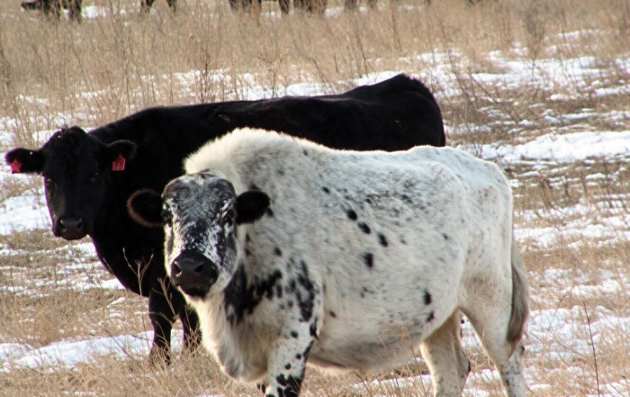 beefalo-cow