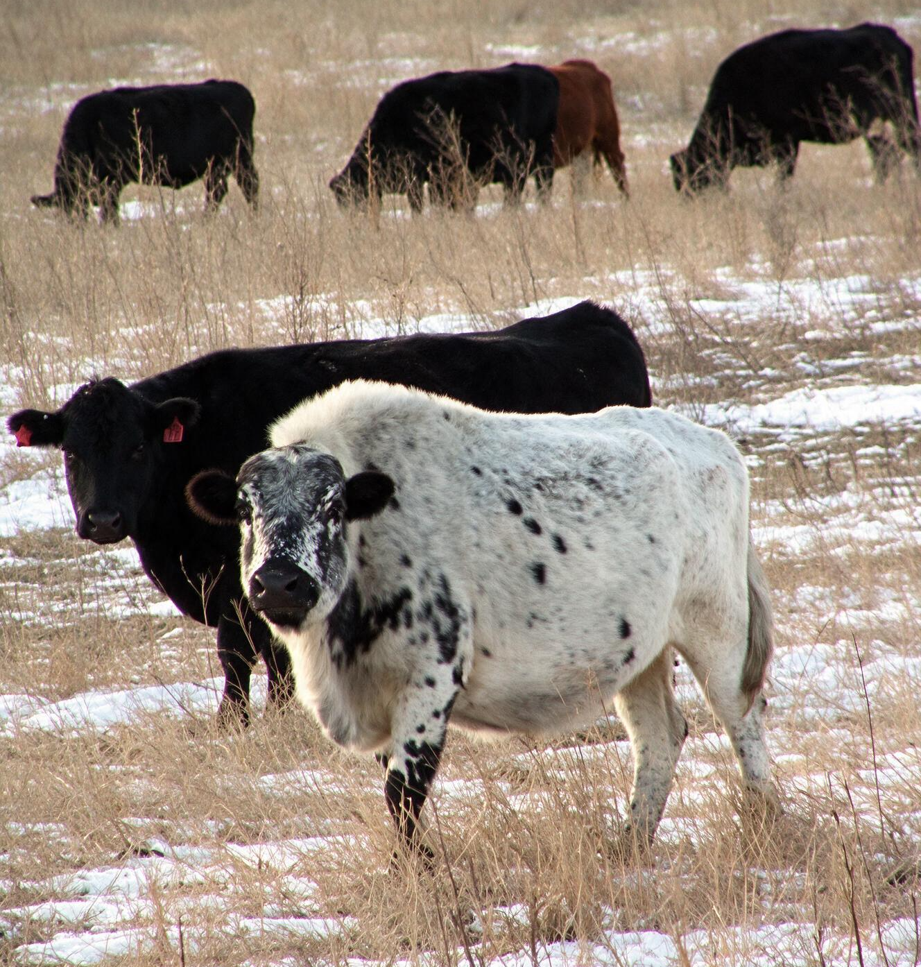 beefalo-cow