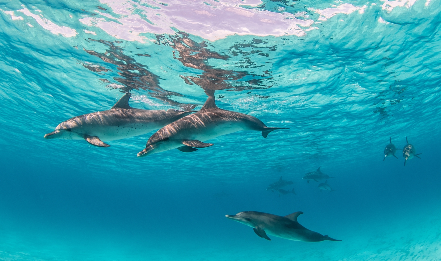 delfini-mare