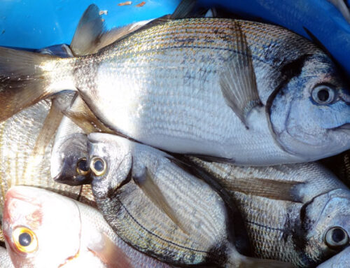 Sarago, il pesce sostenibile dell’estate
