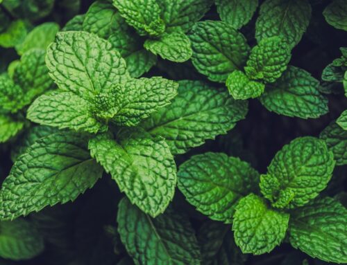 Menta & Co.
