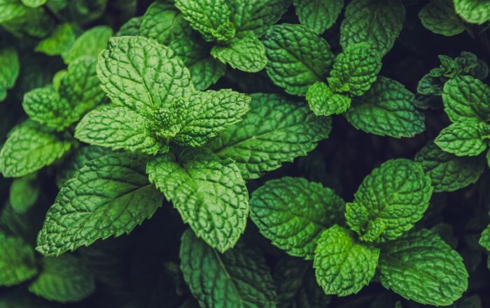 menta-aromatica