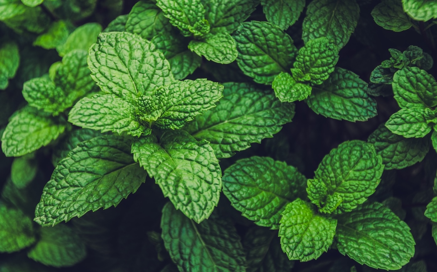 menta-aromatica