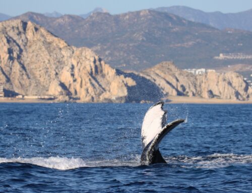 Il whale watching