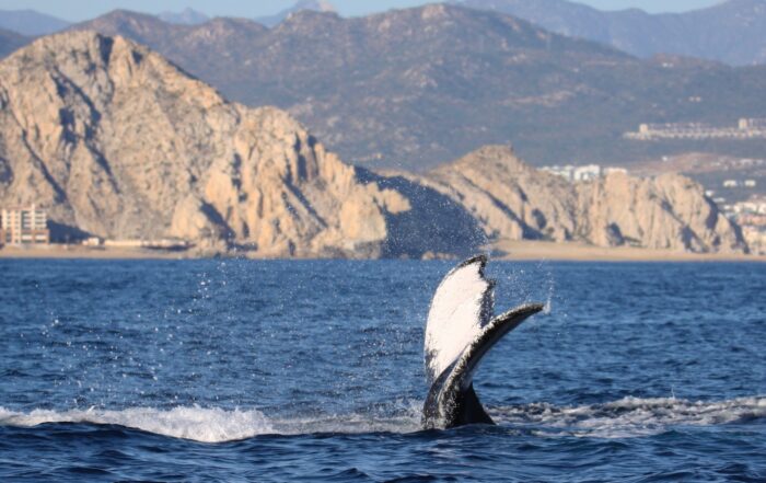 whale-watching