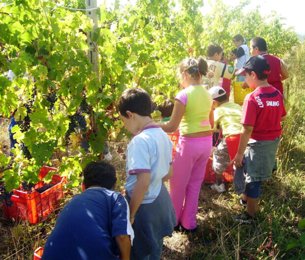 vendemmia-dei-bambini-parliamo-di-cucina