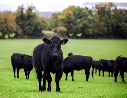 Poca ma buona: nuovi trend di consumo della carne