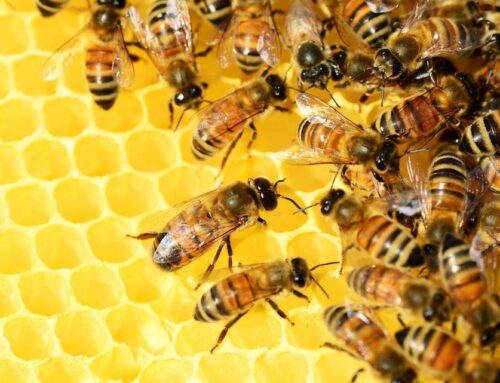 Salviamo le api e la biodiversità