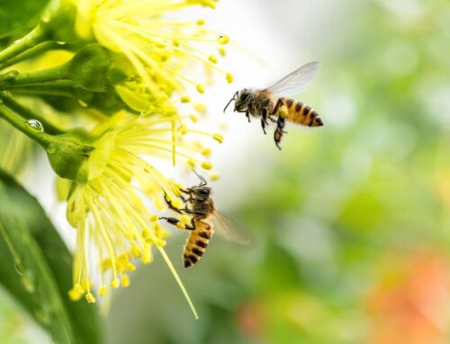 Germinal Bio: Bee My Future