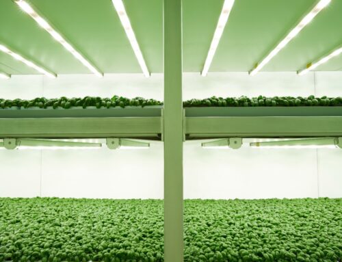 Planet Farms: l’insalata verticale