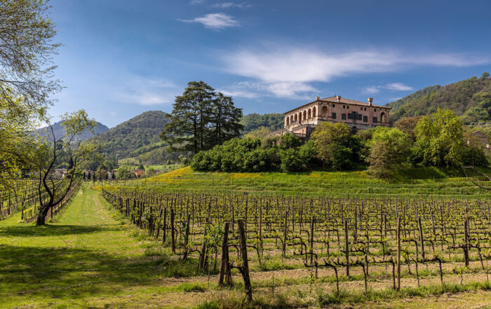 vino-euganeo-villa-vescovi