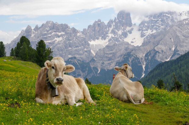 primavera-latteria-valtellina