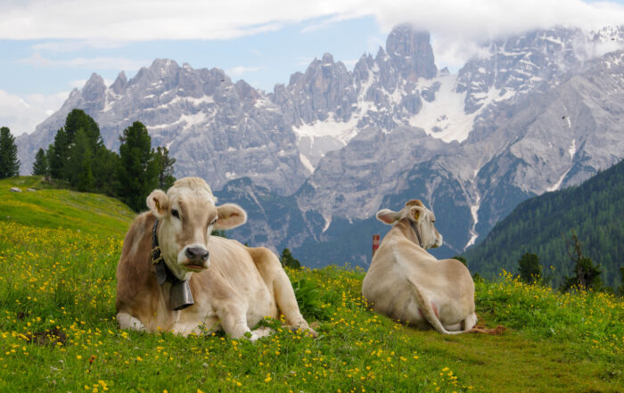 primavera-latteria-valtellina
