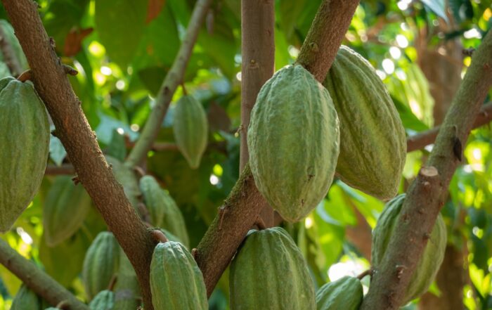 cacao-cioccolato-crisi
