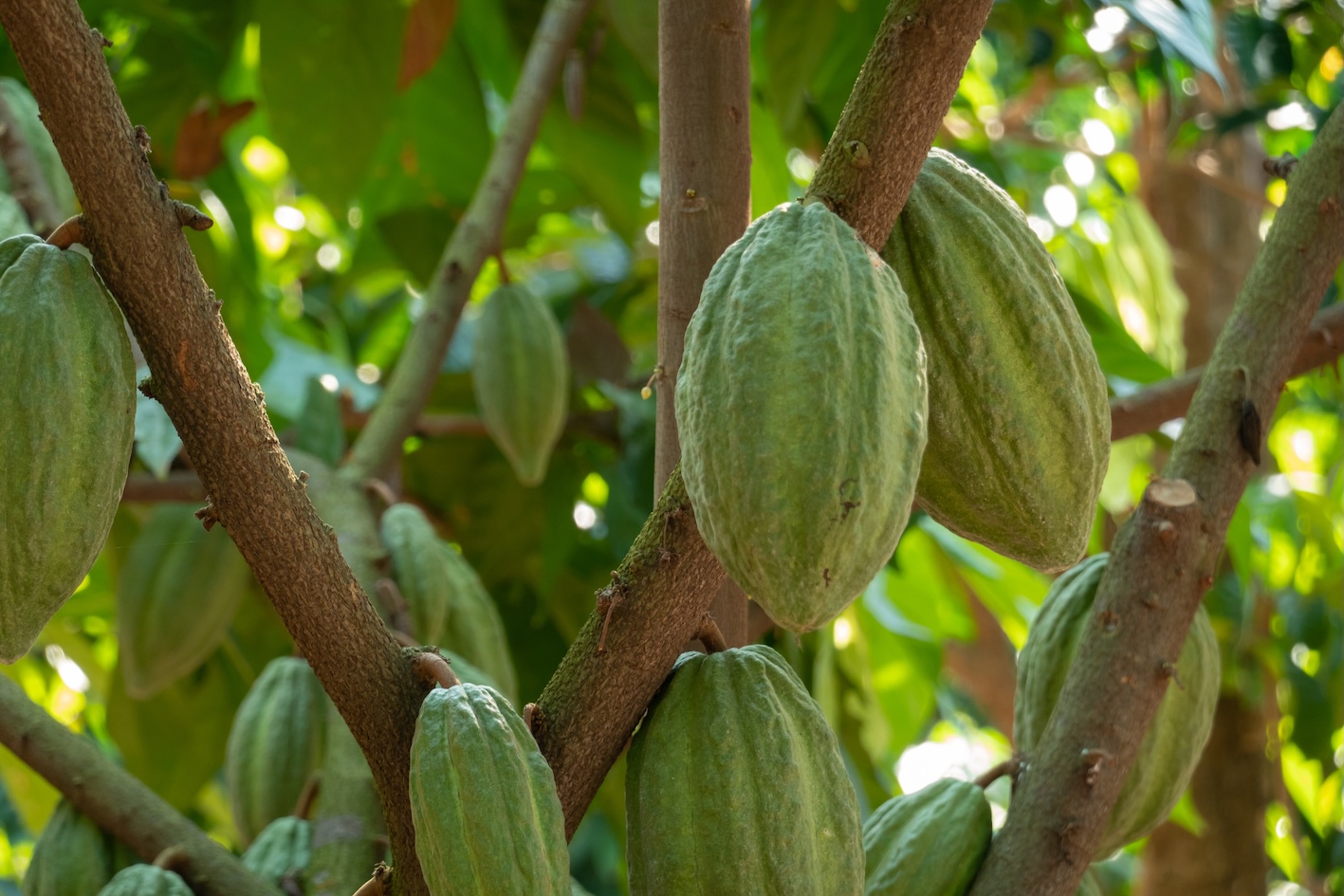 cacao-cioccolato-crisi
